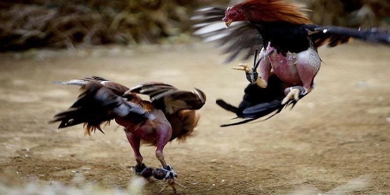 Chia sẻ sơ bộ về loại hình đá gà cựa dao